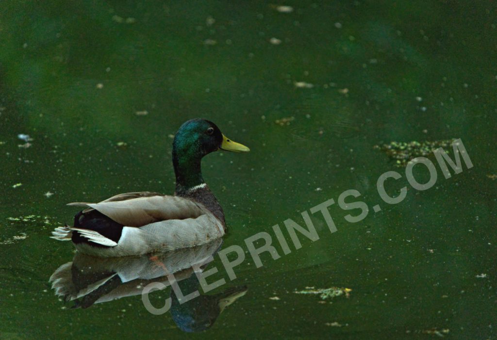 Mallard Duck In Marsh Waters