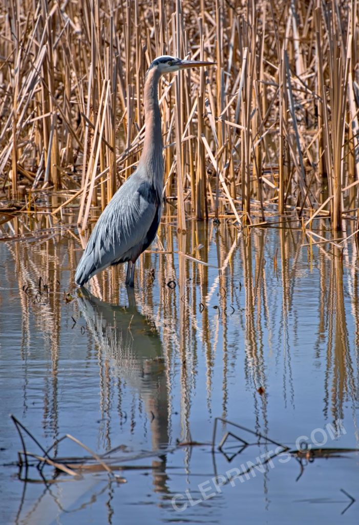 Blue Heron Standing With Reeds