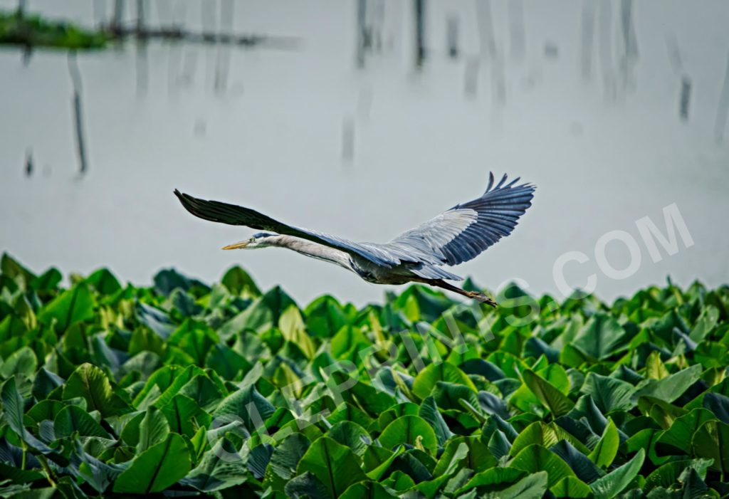 Blue Heron In Flight