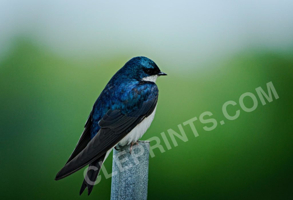 Blue Bird On Post Print