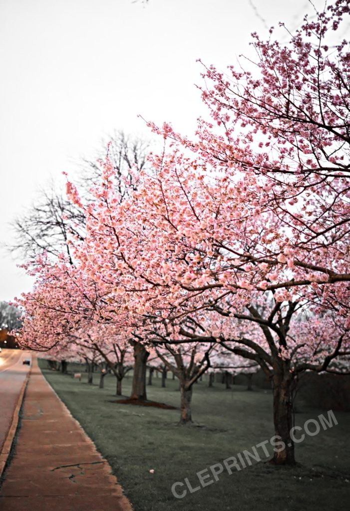 Cherry Blossoms in Bloom In Ohio.