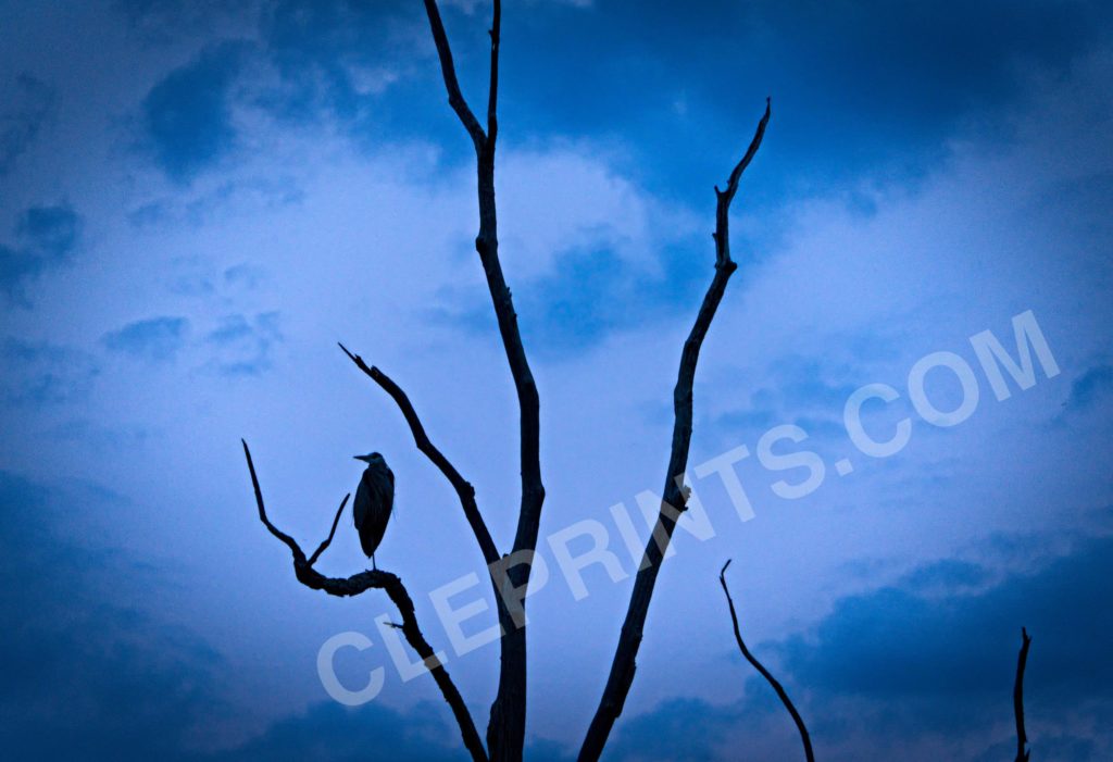 Blue Heron Evening Silhouette