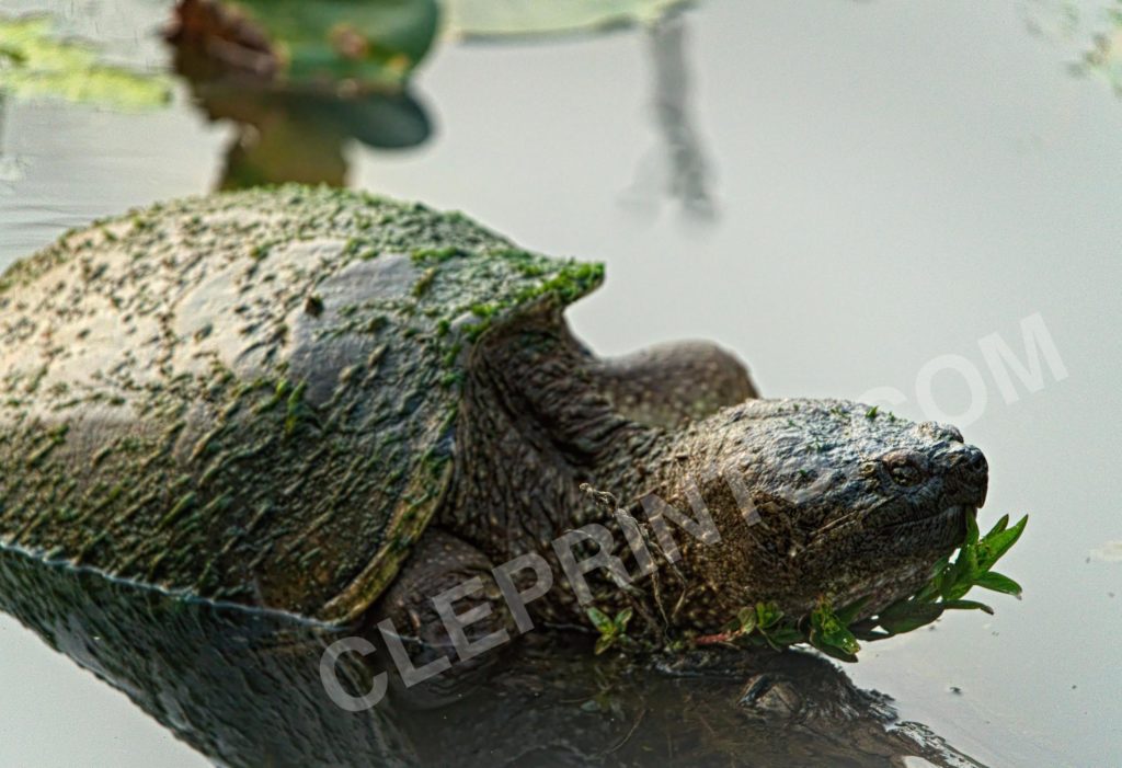 Moss Covered Snapping Turtle